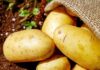 Czyste, młode ziemniaki w worku jutowym leżące na ziemi, ilustrują artykuł o typach kulinarnych ziemniaków