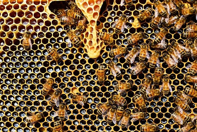 Miód wytwarzany jest przez pszczoły z pyłku i nektaru kwiatowego. NA zdjeciu rodzina pszczół na plastrze miodu
