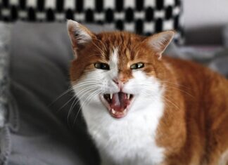 Dlaczego e papieros syczy? Dlaczego e papieros syczy?