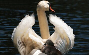 Jaki fotelik dla dziecka 3 lata?