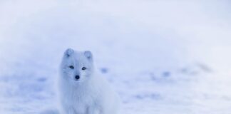 Co to jest psi grzyb?