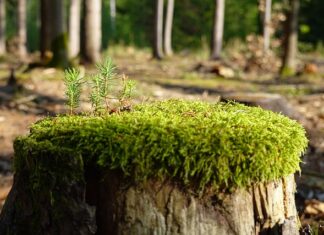 Jak zregenerować Silica Gel? Jak zregenerować Silica Gel?