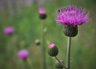 Gdzie kupić wypełnienie do zabawek? Gdzie kupić wypełnienie do zabawek?