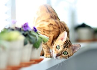 Co położyć na parapecie żeby nie było wilgoci?