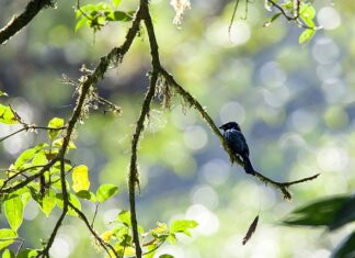 Ile czasu można nie mieć przeglądu?