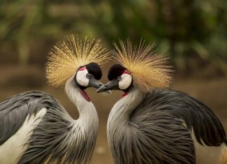 Co jest lepsze pierze czy puch? Co jest lepsze pierze czy puch?