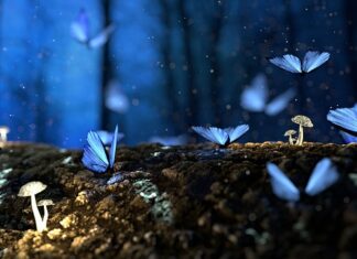 Co zrobić by mieć swoje grzyby?