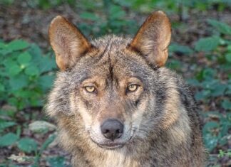 Co wróży wysyp grzybów?