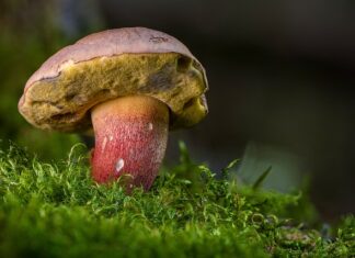 Czy borowiki są hodowlane?