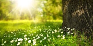 Czy pod orzechem wyrośnie trawa?