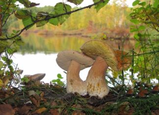 Jak hodować grzybnię?