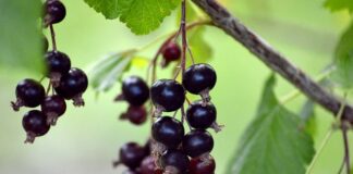 Ile żeberek grzejnika aluminiowego na m2?