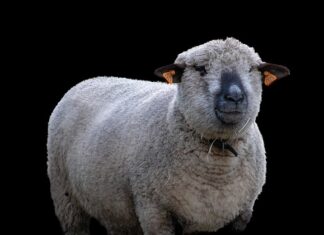 Jak zacząć hodować grzyby?