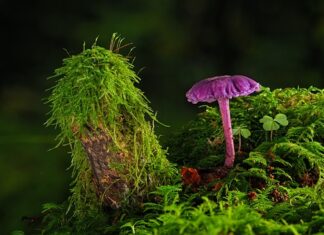 Czy można położyć grunt na farbę? Czy można położyć grunt na farbę?