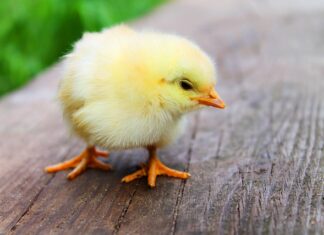 Ile piecze się kurczak na grillu?