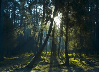 Jak mierzy się prześwit? Jak mierzy się prześwit?