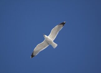 Ile za m2 podbitki robocizna?