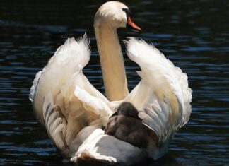 W jakim foteliku powinno jeździć 6 letnie dziecko? W jakim foteliku powinno jeździć 6 letnie dziecko?
