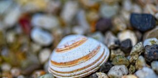 Jaki luz zaworowy 156fmi?