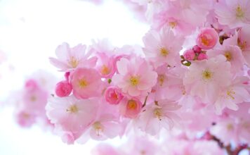 Do jakich roślin Seramis? Do jakich roślin Seramis?