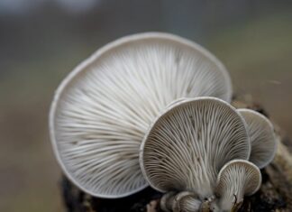 W jakich warunkach rosną boczniaki?