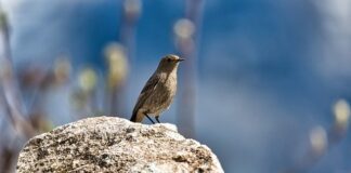 Jak usunąć pleśń z podsufitki?