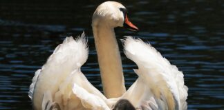 Jaki fotelik samochodowy dla dziecka 20 kg?