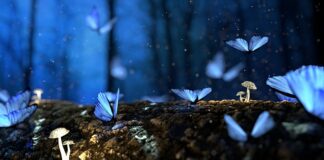 Jakie grzyby rosną na trawniku?