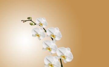 Czy storczyk pochłania wilgoć? Czy storczyk pochłania wilgoć?