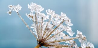 Co to znaczy dwa grzyby w barszcz?