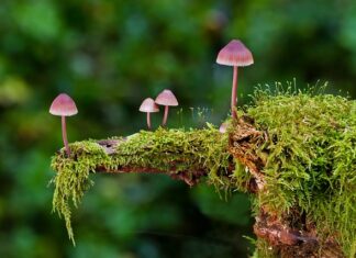 Gdzie rośnie najwięcej grzybów?