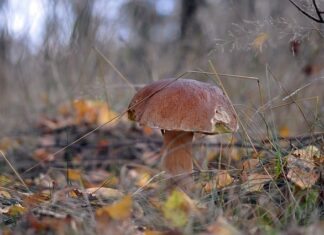 W jakich miejscach rosną prawdziwki?