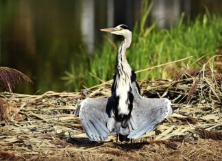 Jak suszyć żel krzemionkowy?