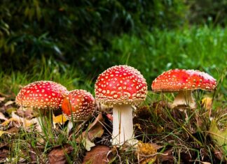 Czy można się zatruć Jednorazówką? Czy można się zatruć Jednorazówką?