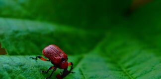 Czym się rożni resor od amortyzatora?