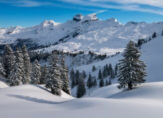Jaka poduszka lepsza z puchu czy pierzą?