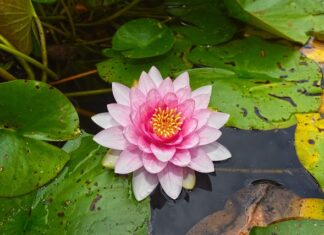 Czy podkładka to fotelik?