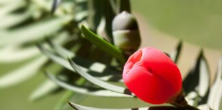 Czym różni się Osłonka od doniczki?