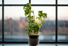 Jak dobrać napary ziołowe do swoich potrzeb zdrowotnych? zioła i herbaty